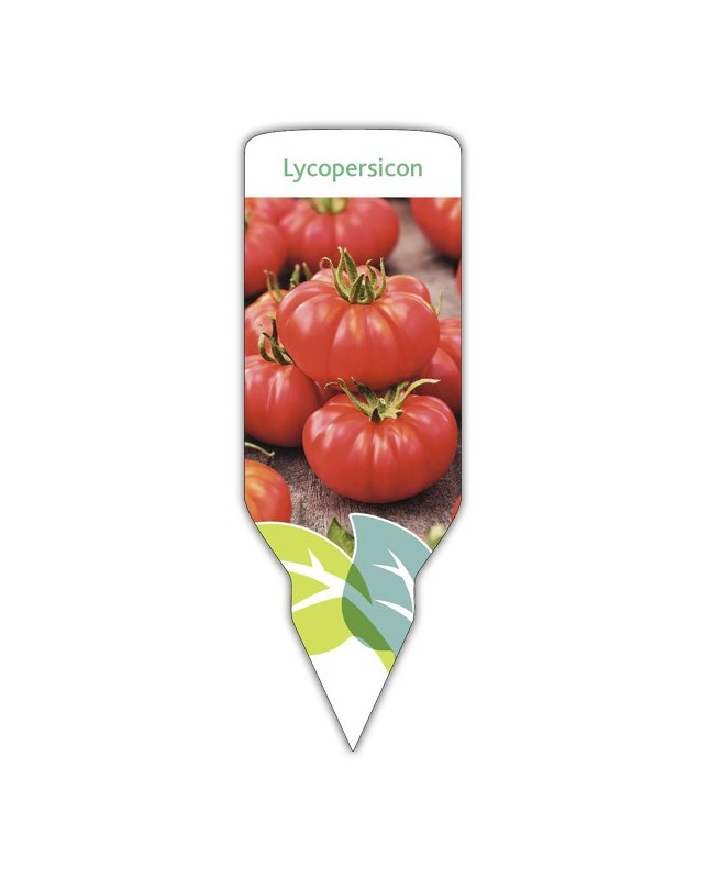Tomate Marmande (Lycopersicon)