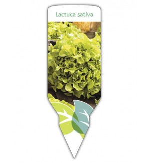 Lechuga hoja de roble verde (Lactuca sativa)