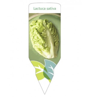 Lechuga Cogollos (Lactuca sativa)