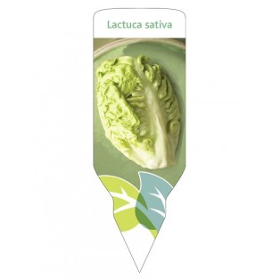 Lechuga Cogollos (Lactuca sativa)
