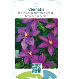 Clematis [Early Large flowered Group] ‘Kathleen Wheeler’   *