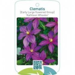 Clematis [Early Large flowered Group] ‘Kathleen Wheeler’   *