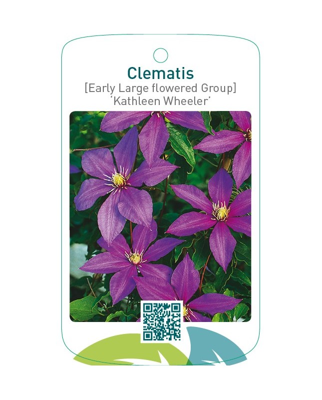 Clematis [Early Large flowered Group] ‘Kathleen Wheeler’   *