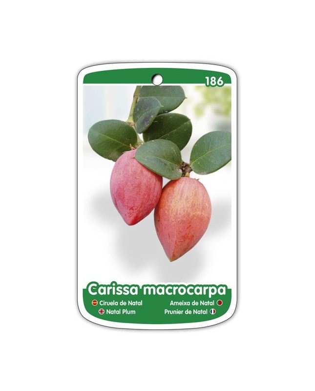 Ciruela de Natal