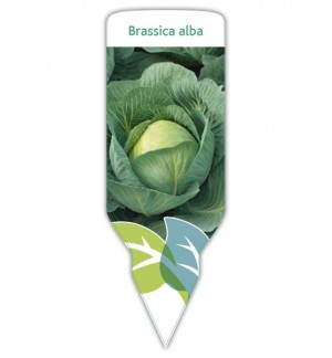 Col (Brassica alba)