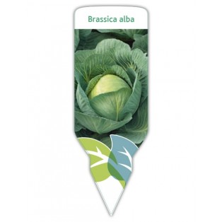 Col (Brassica alba)