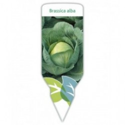 Col (Brassica alba)