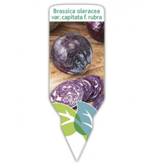 Col lombarda (Brassica oleracea)