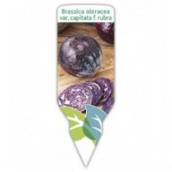 Col lombarda (Brassica oleracea)