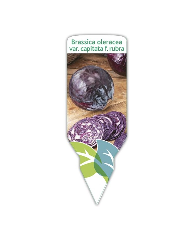 Col lombarda (Brassica oleracea)