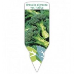 Brócoli (Brassica oleracea)