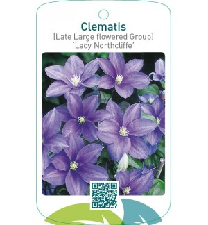Clematis [Late Large flowered Group] ‘Lady Northcliffe’