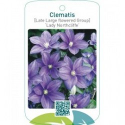 Clematis [Late Large flowered Group] ‘Lady Northcliffe’