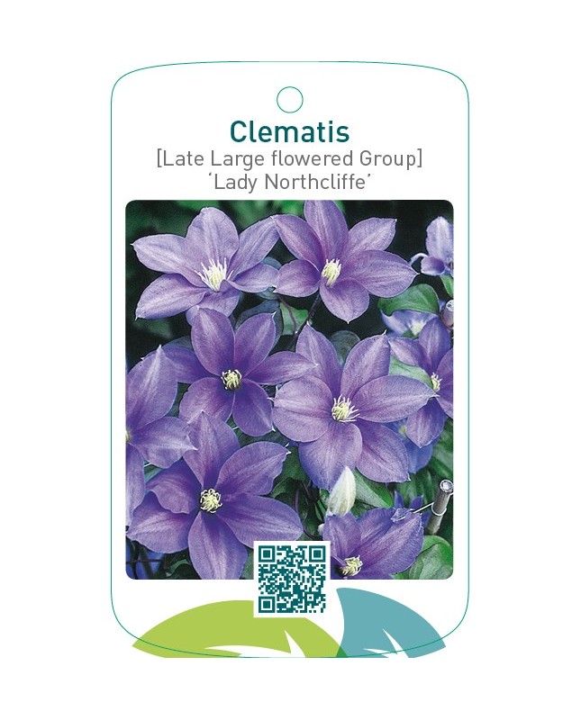 Clematis [Late Large flowered Group] ‘Lady Northcliffe’