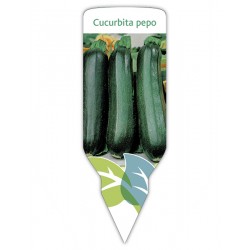 Etichette di Calabacín