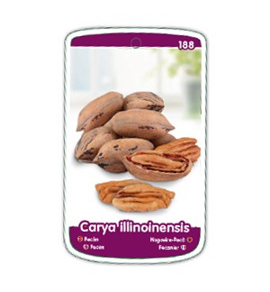 Etichette di Noce Pecan