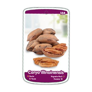 Etichette di Noce Pecan