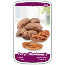 Etichette di Noce Pecan