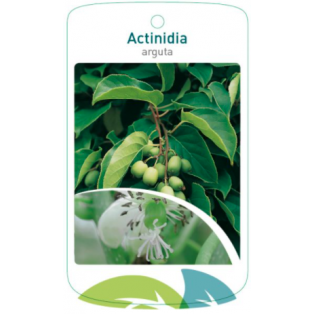 Etichette di Actinidia arguta *