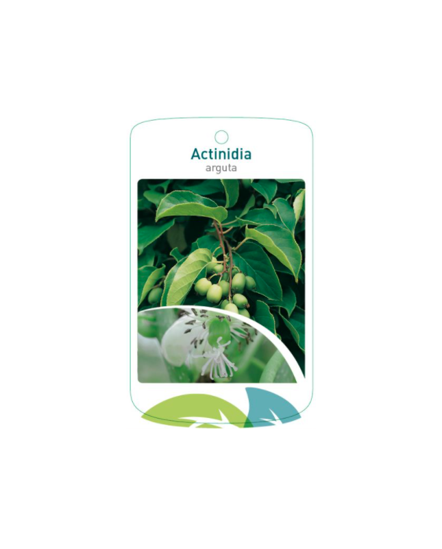 Etichette di Actinidia arguta *