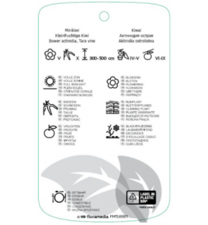 Etichette di Actinidia arguta *