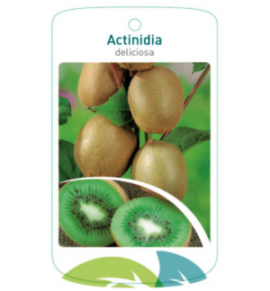 Etichette di Actinidia diliciosa *