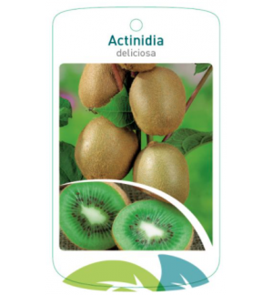 Etiquetas de Actinidia deliciosa  vrl *