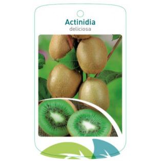 Etichette di Actinidia diliciosa *