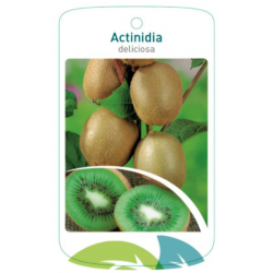 Etichette di Actinidia diliciosa *