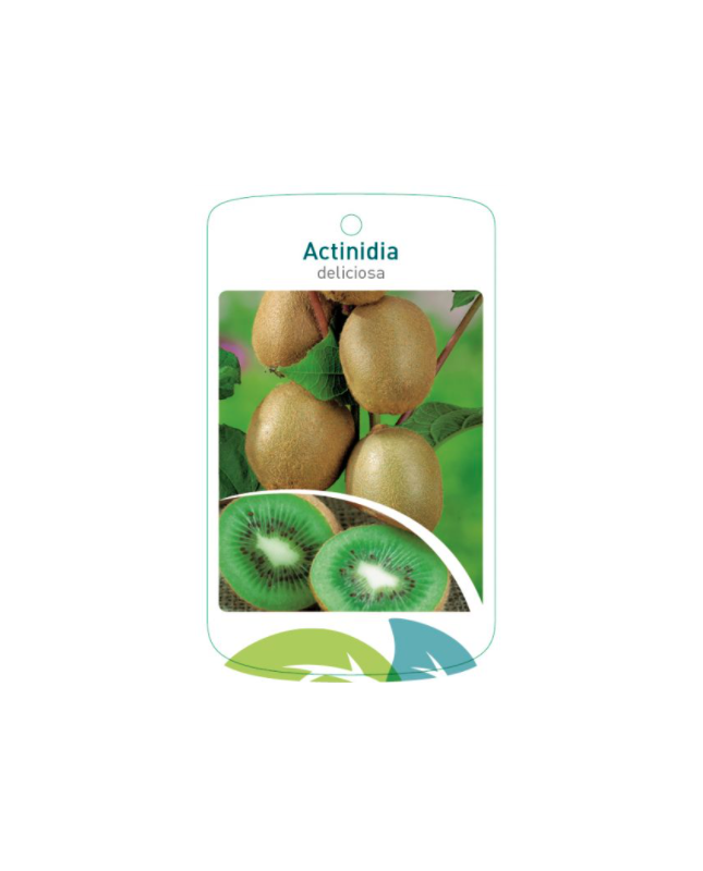 Etichette di Actinidia diliciosa *