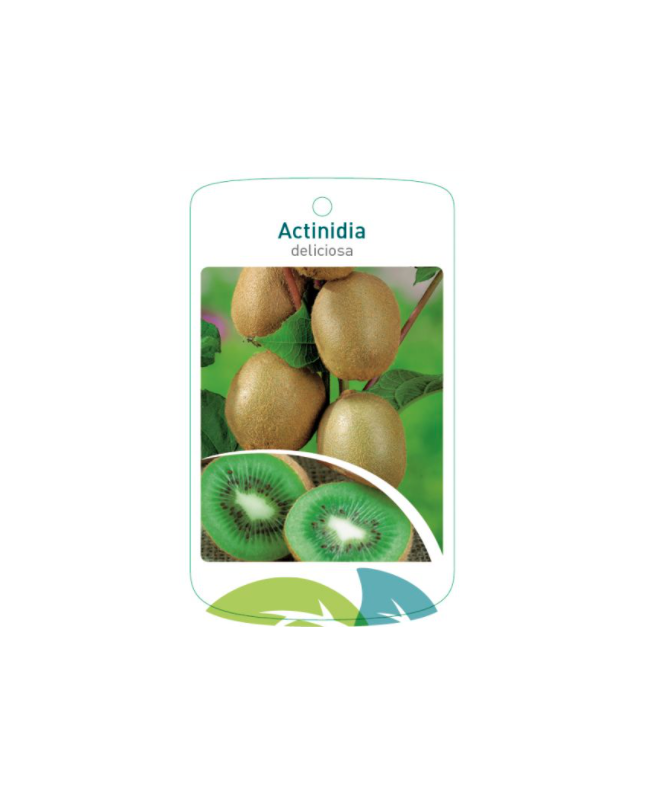 Etiquetas de Actinidia deliciosa *