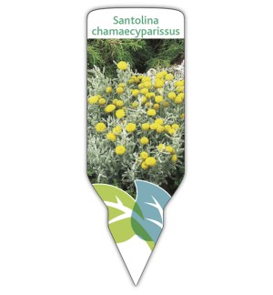 Etiquetas de Santolina chamaecyparissus