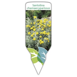 Etichette di Santolina