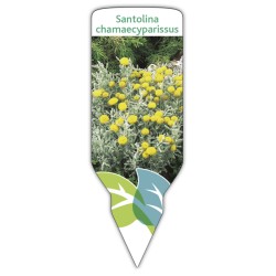 Etichette di Santolina