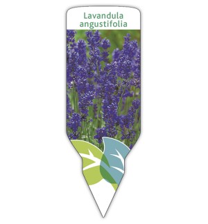 Etichette di Lavanda