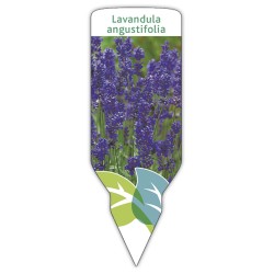 Etichette di Lavanda