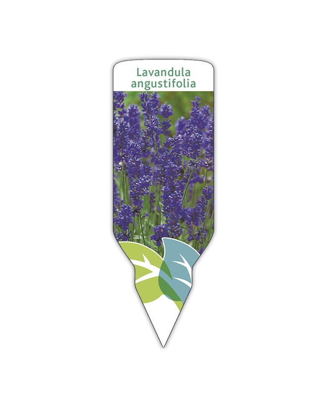 Etichette di Lavanda