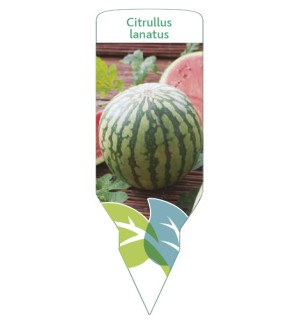 Etichette di Sandía