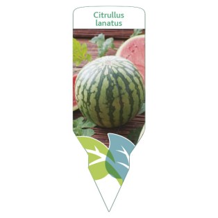 Etichette di Sandía