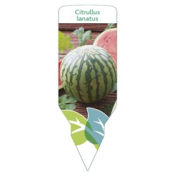 Etichette di Sandía