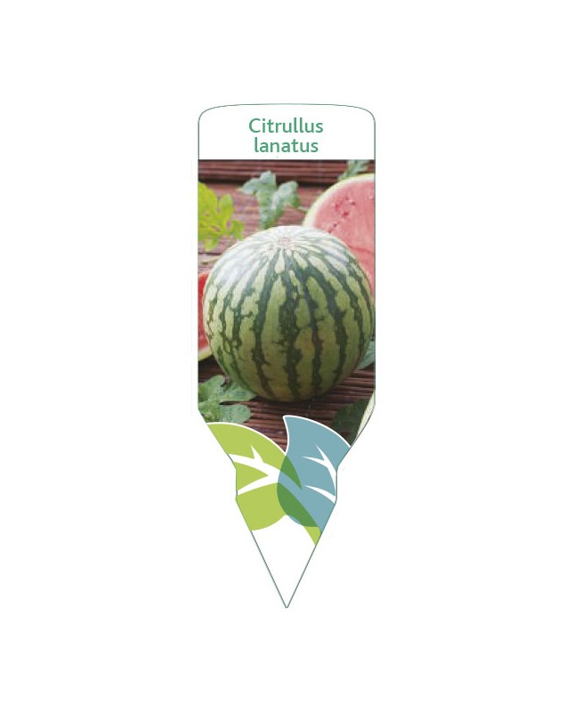 Etichette di Sandía