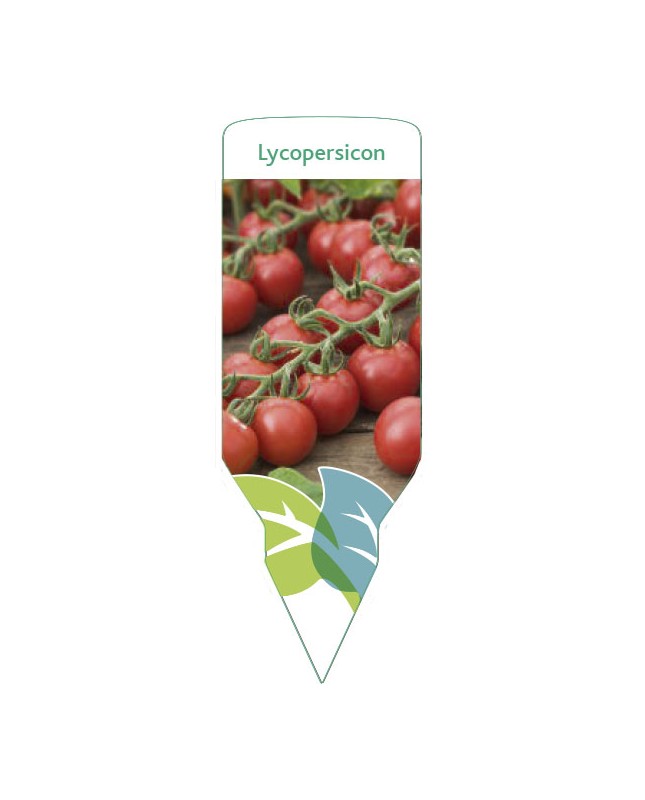Etiquetas de Tomate Cherry (Lycopersicon)
