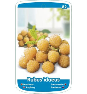 Etichette di Frambueso (amarillo)