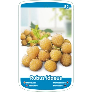 Etichette di Frambueso (amarillo)