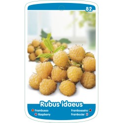 Etichette di Frambueso (amarillo)