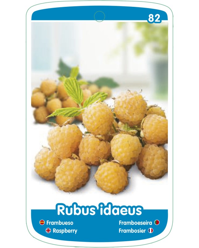 Etichette di Frambueso (amarillo)