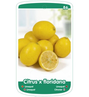 Etichette di Limequat