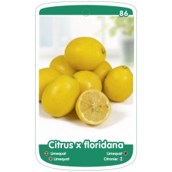 Etichette di Limequat