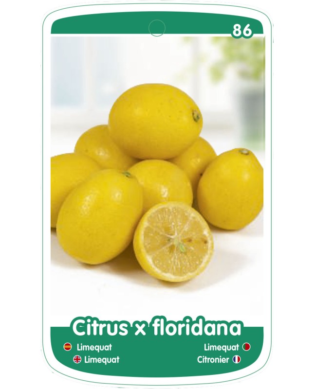 Etichette di Limequat