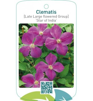 Clematis [Late Large flowered Group] ‘Star of India’